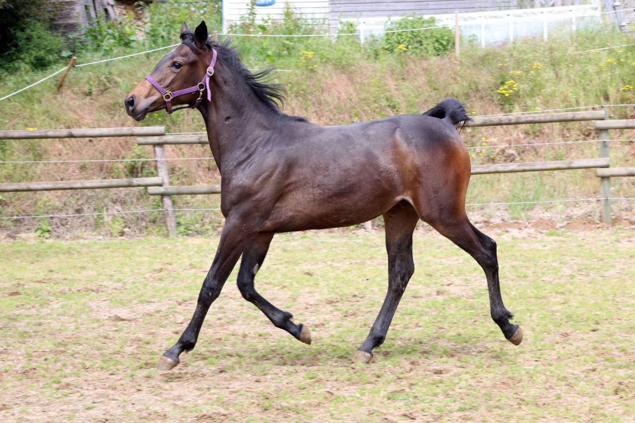 Potranca Silla Franc&eacute;s En venta 2025 Bayo moreno por Argento