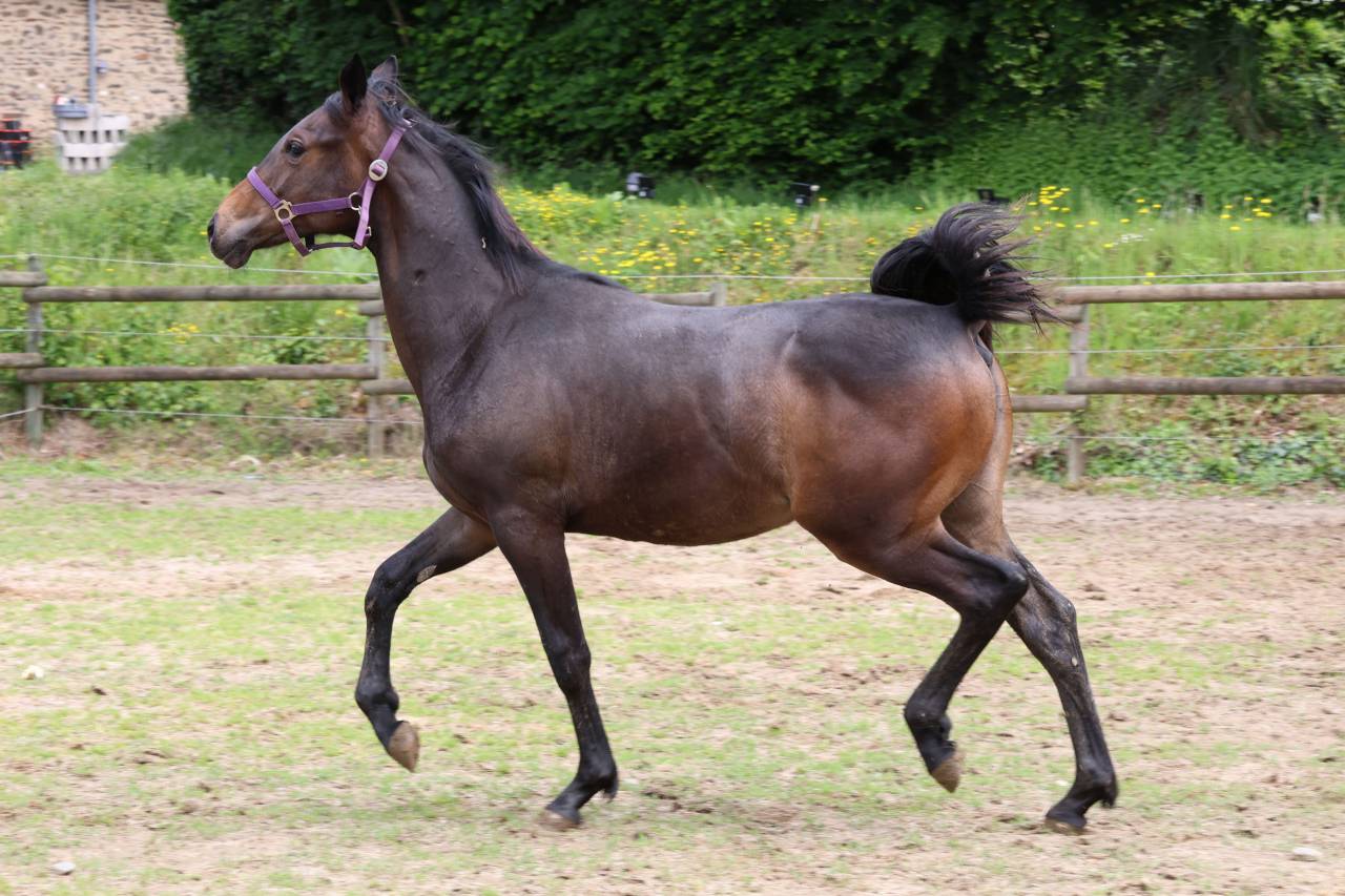 Potranca Silla Franc&eacute;s En venta 2025 Bayo moreno por Argento