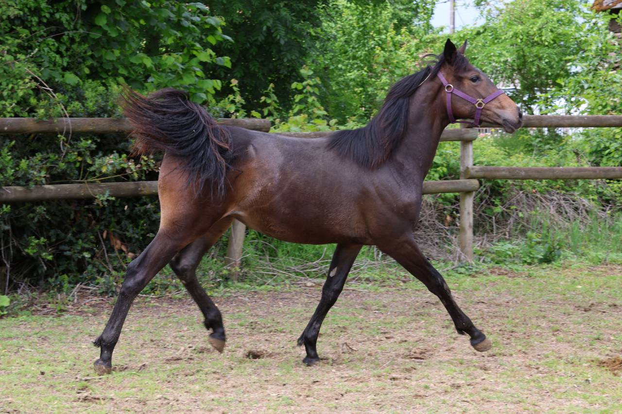Potranca Silla Franc&eacute;s En venta 2025 Bayo moreno por Argento
