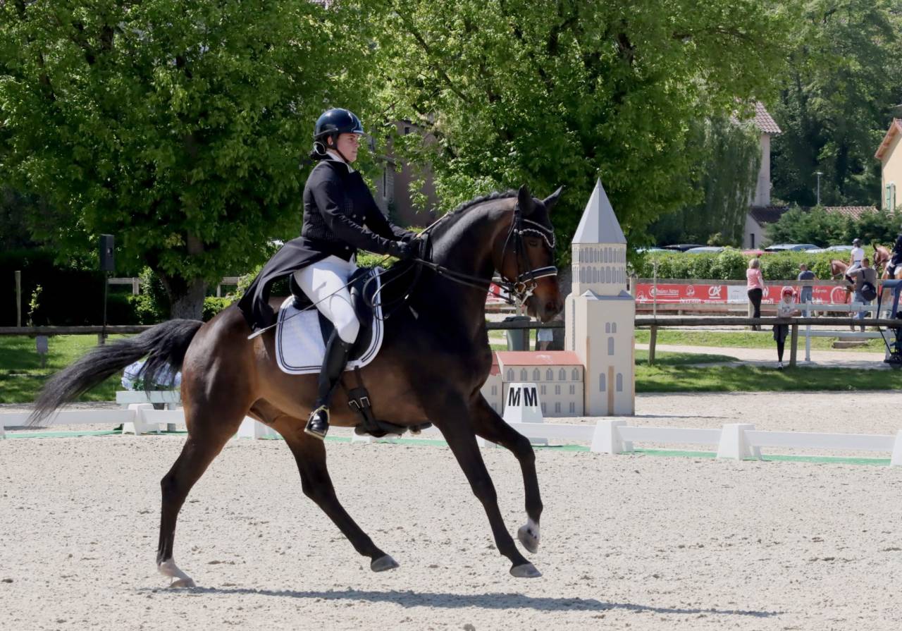 Caballo castrado KWPN Caballo de Deporte Neerland&eacute;s En venta 2012 Bayo moreno