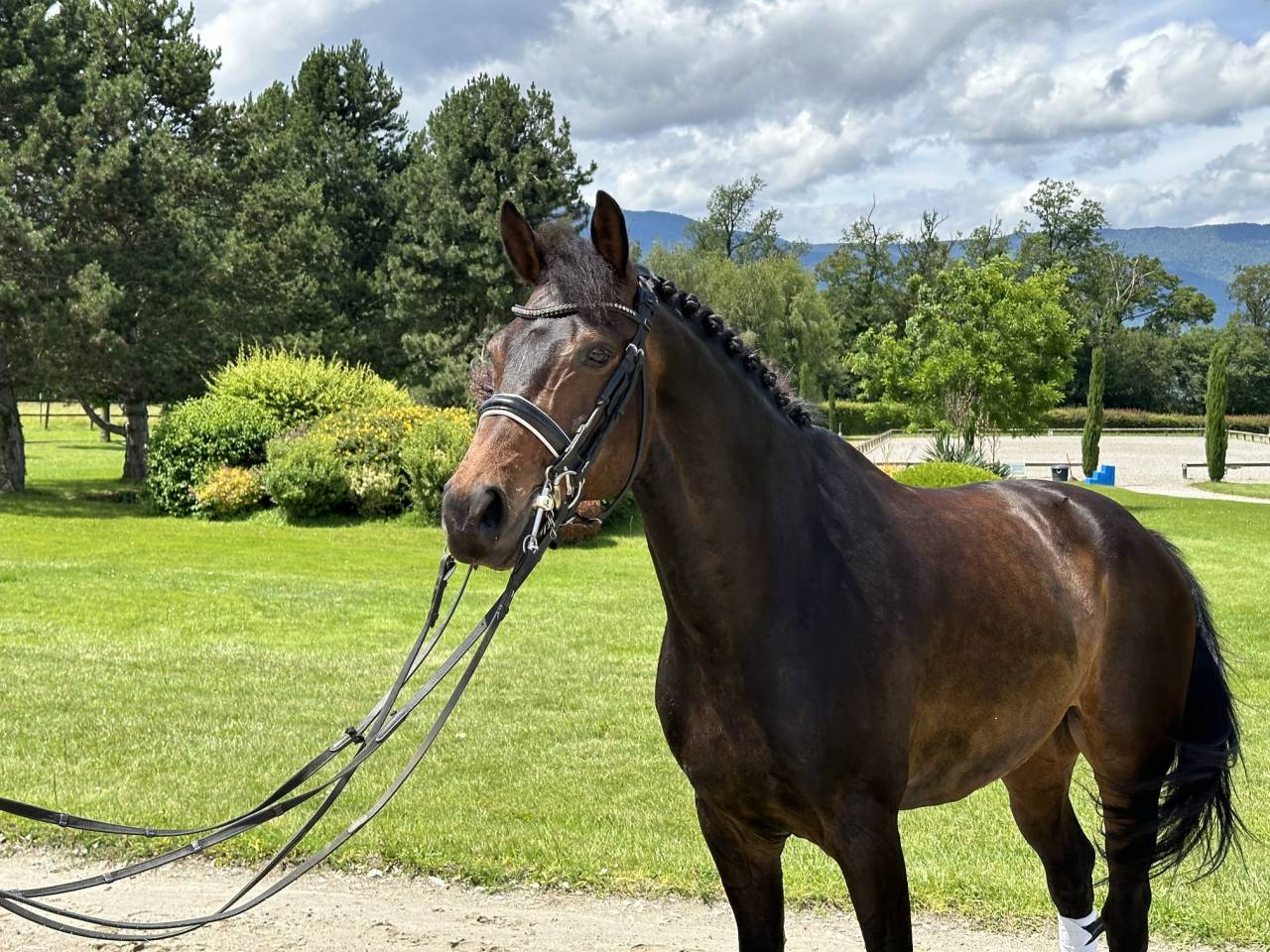 Caballo castrado KWPN Caballo de Deporte Neerland&eacute;s En venta 2012 Bayo moreno