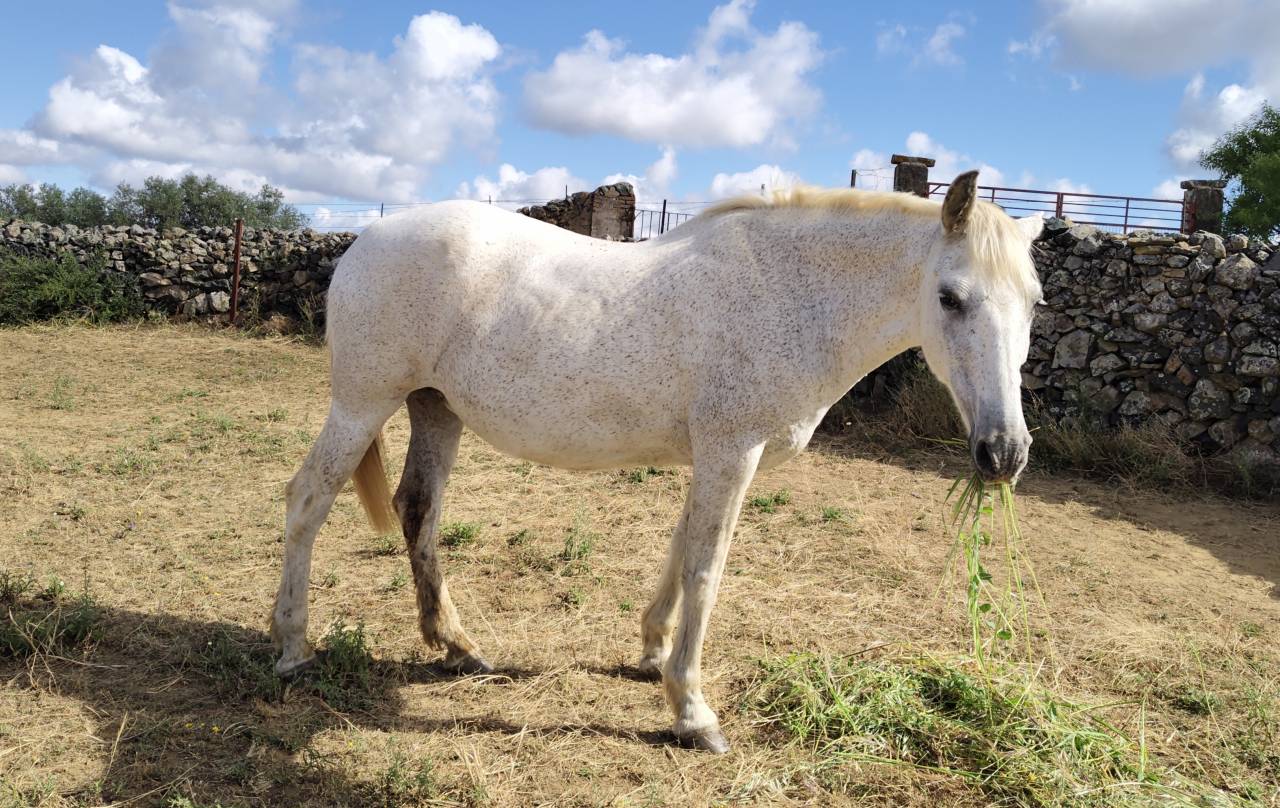 Venta Yegua PRE    Domada