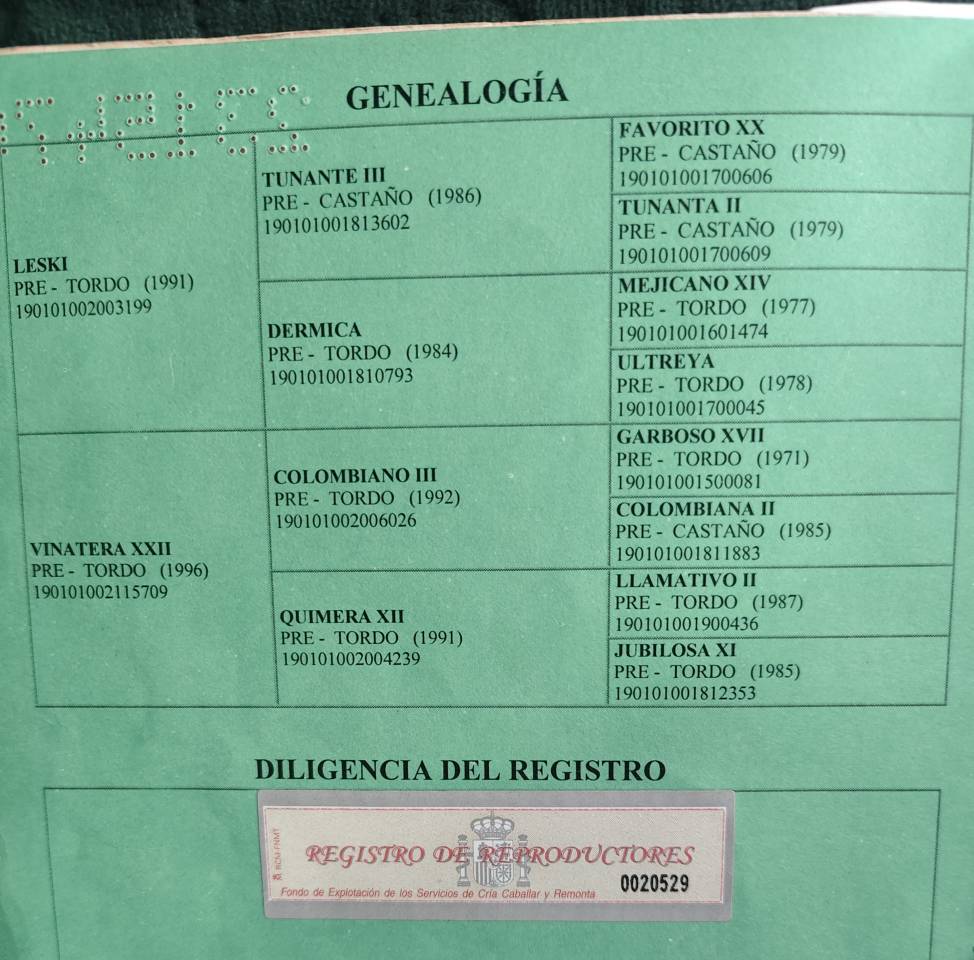 Venta Yegua PRE    Domada