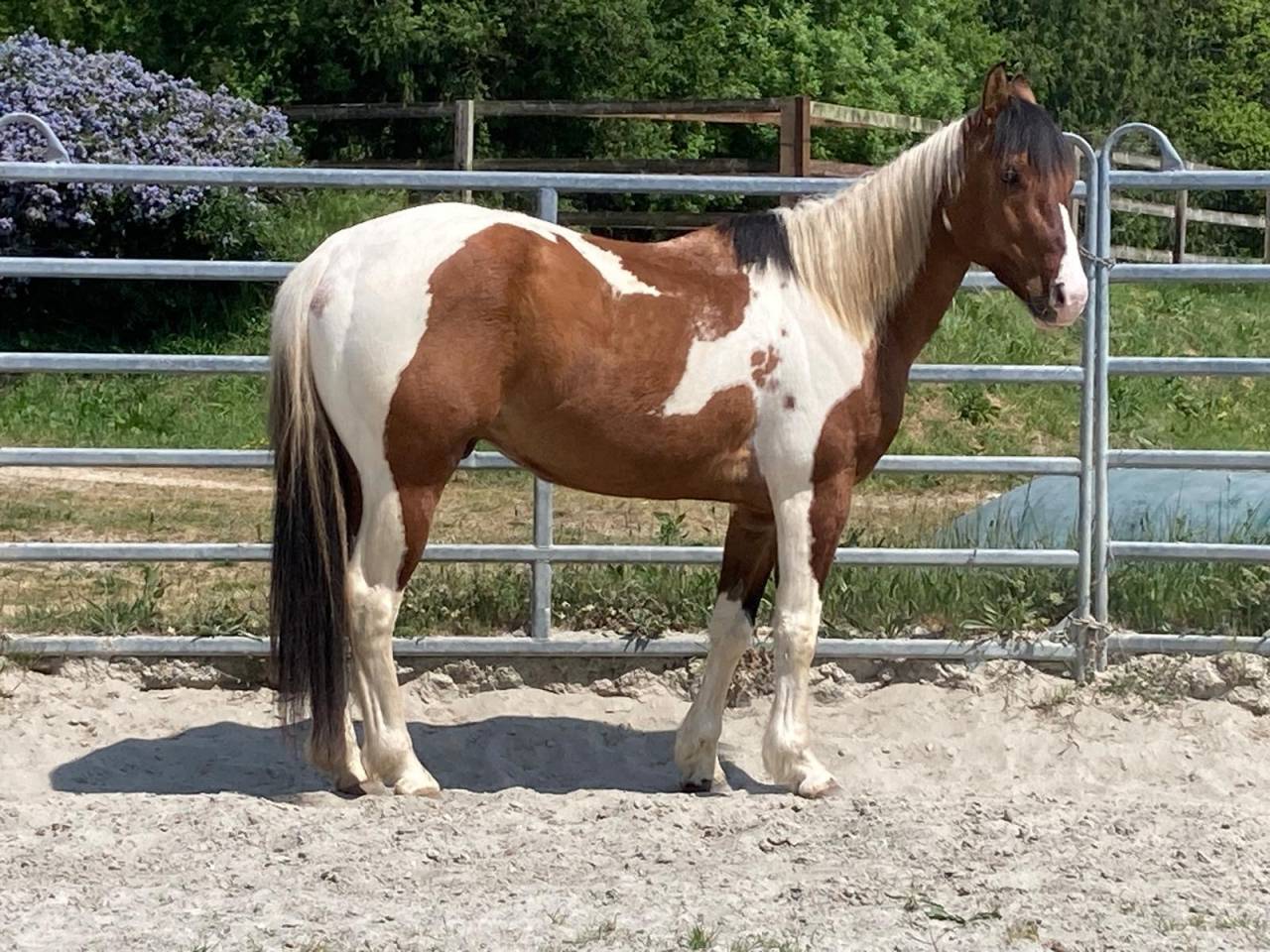 Caballo castrado Paint Horse En venta 2023 P&iacute;o