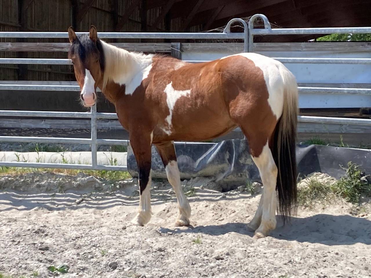 Caballo castrado Paint Horse En venta 2023 P&iacute;o