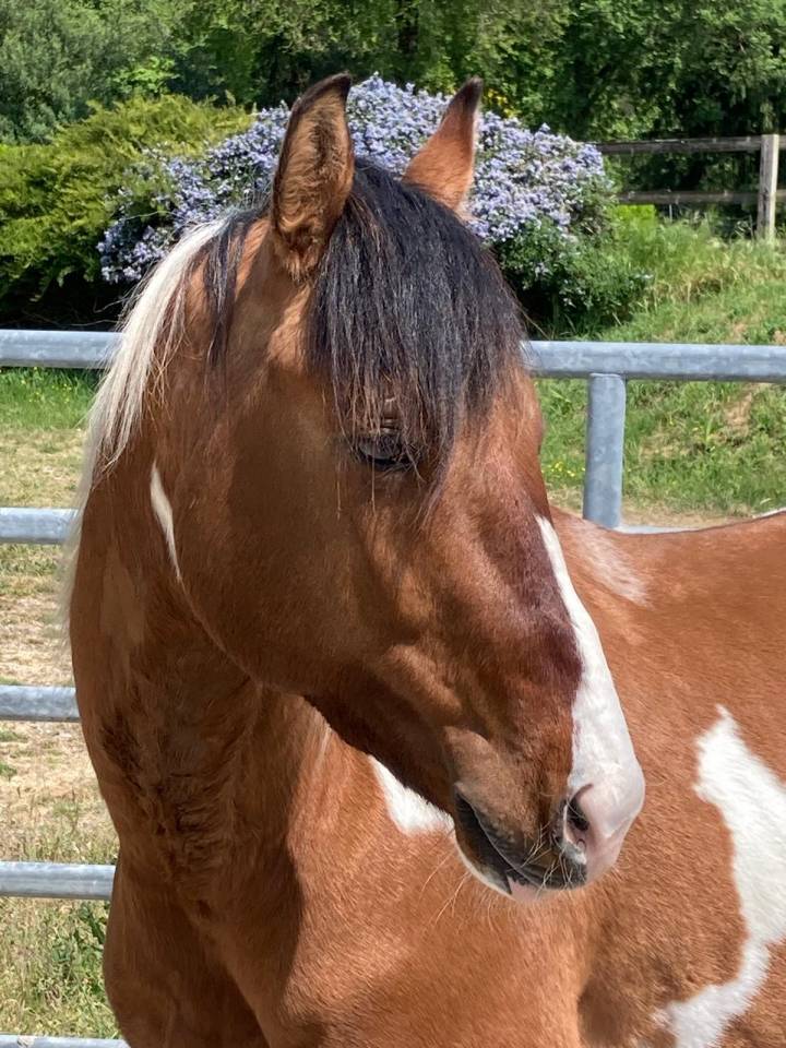 Caballo castrado Paint Horse En venta 2023 P&iacute;o