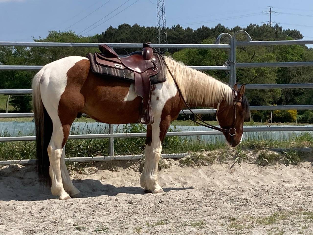 Caballo castrado Paint Horse En venta 2023 P&iacute;o