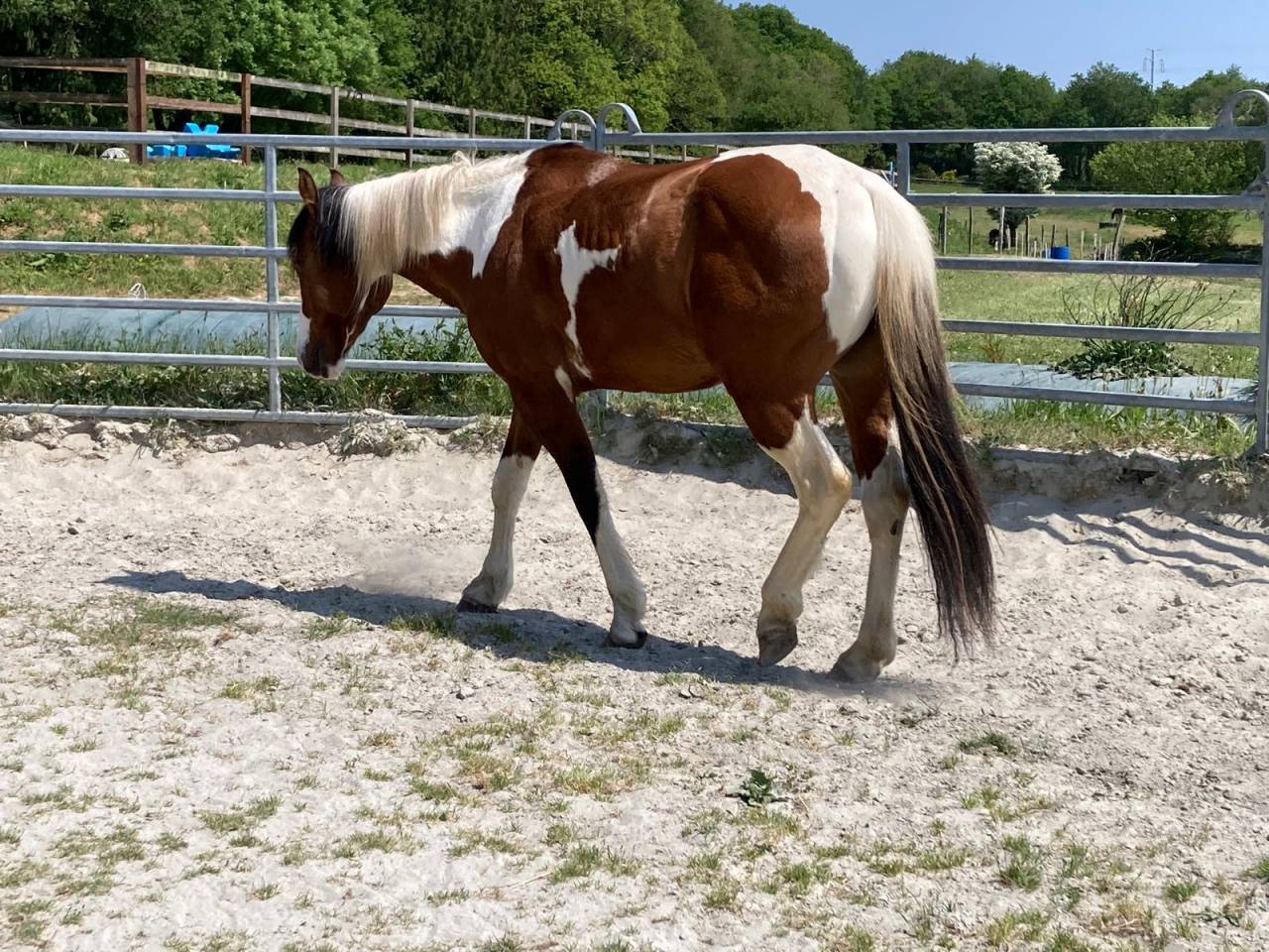 Caballo castrado Paint Horse En venta 2023 P&iacute;o