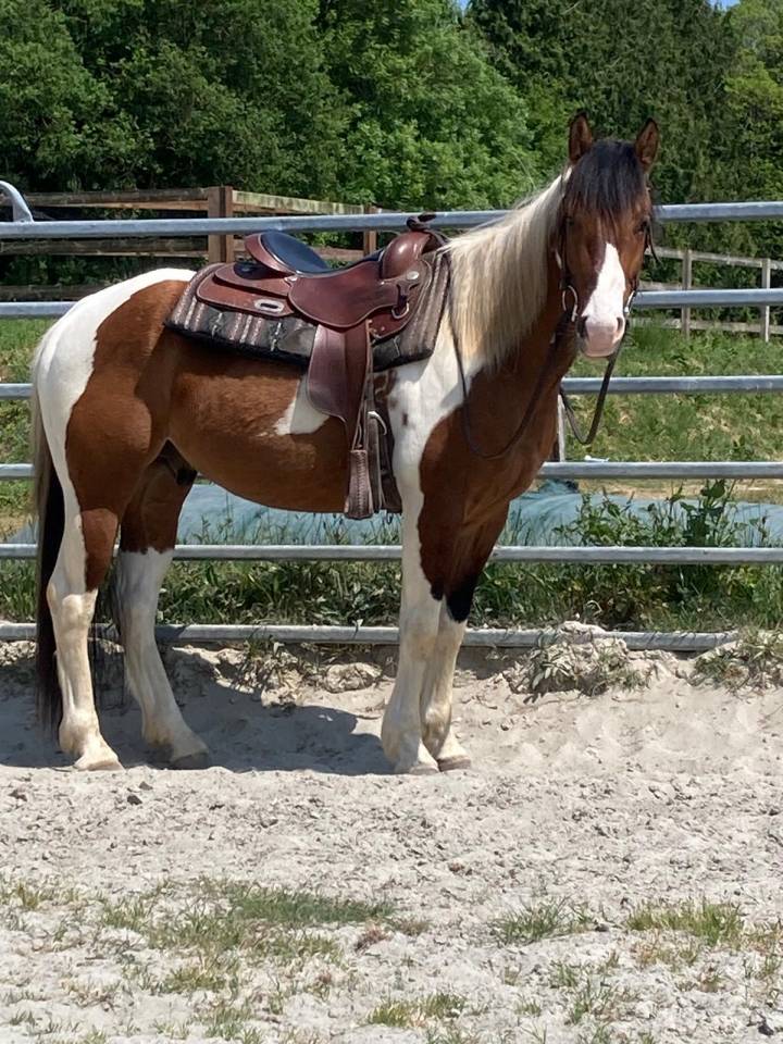 Caballo castrado Paint Horse En venta 2023 P&iacute;o