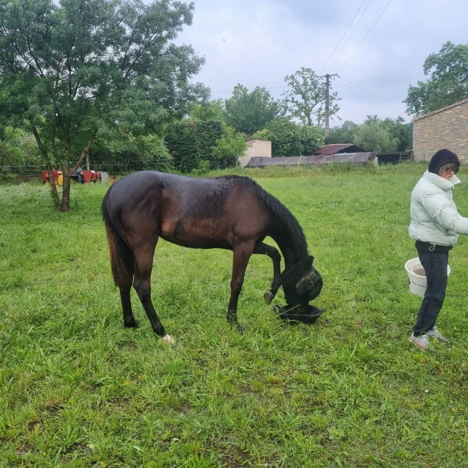 Potranca Silla Franc&eacute;s En venta 2025 Negro por Cher &eacute;poux