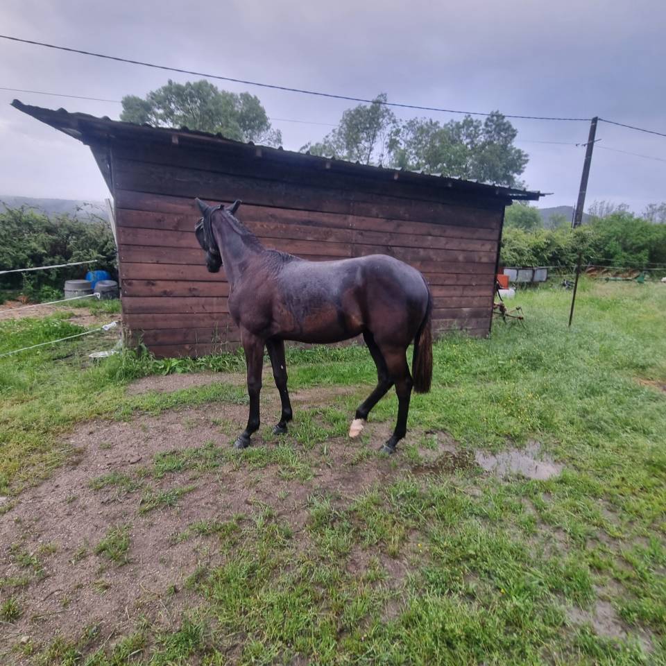 Potranca Silla Franc&eacute;s En venta 2025 Negro por Cher &eacute;poux