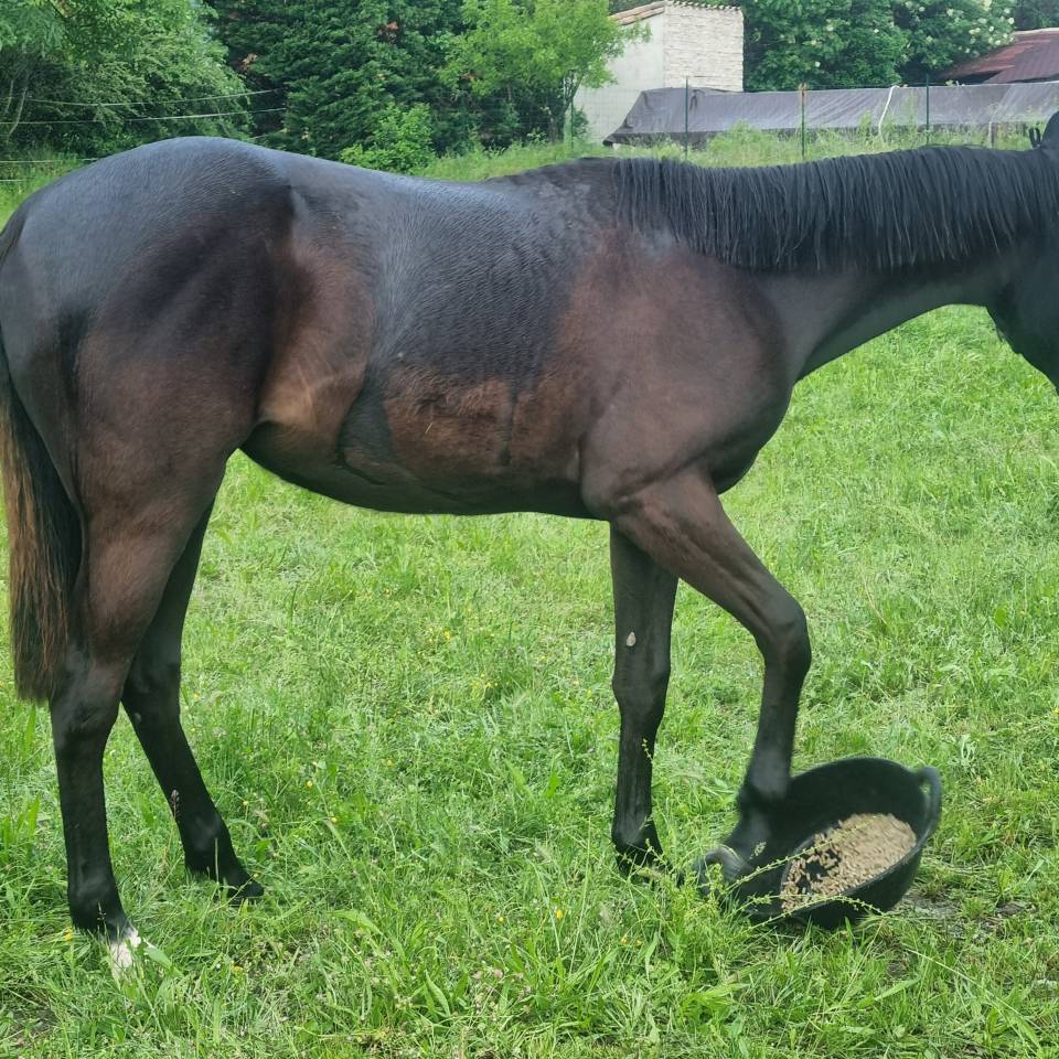 Potranca Silla Franc&eacute;s En venta 2025 Negro por Cher &eacute;poux