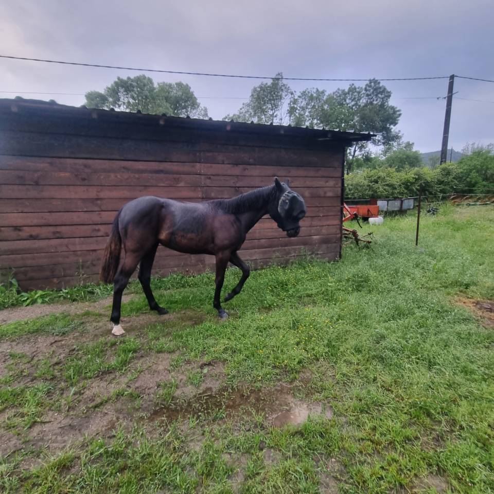 Potranca Silla Franc&eacute;s En venta 2025 Negro por Cher &eacute;poux