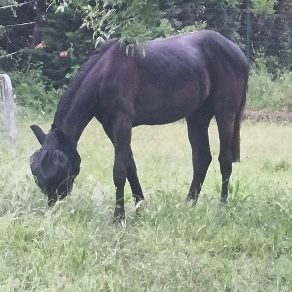 Potranca Silla Franc&eacute;s En venta 2025 Negro por Cher &eacute;poux