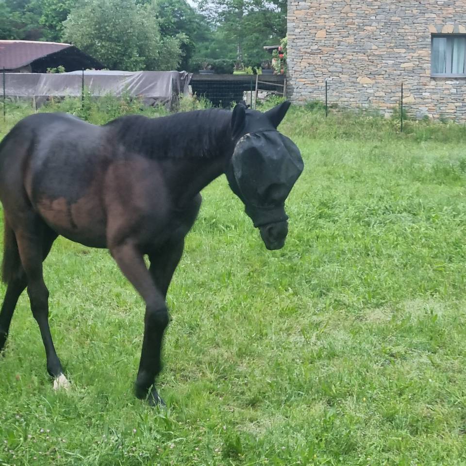 Potranca Silla Franc&eacute;s En venta 2025 Negro por Cher &eacute;poux