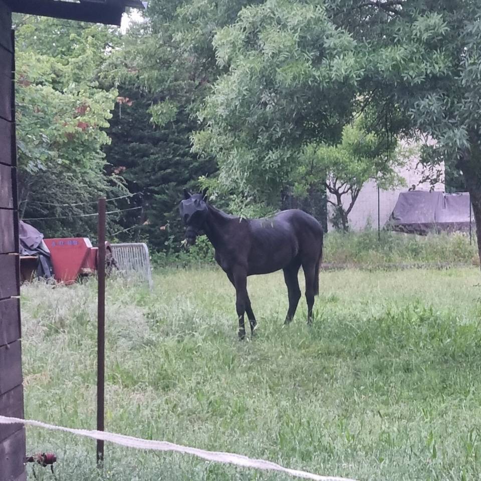 Potranca Silla Franc&eacute;s En venta 2025 Negro por Cher &eacute;poux