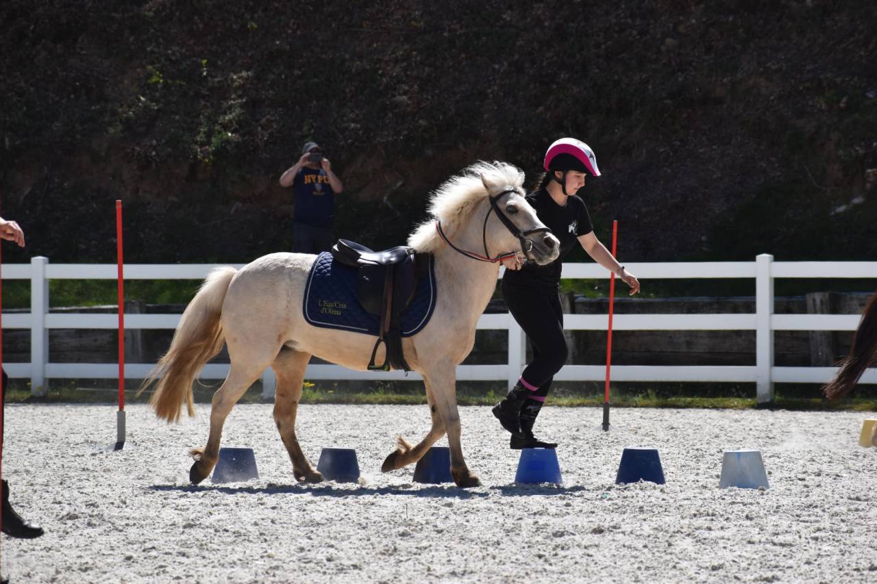 Yegua Welsh Poni (Secci&oacute;n B) En venta 2015 Palomino