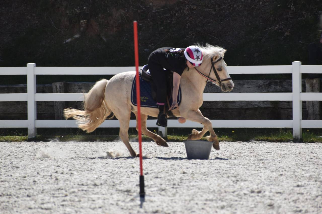 Yegua Welsh Poni (Secci&oacute;n B) En venta 2015 Palomino