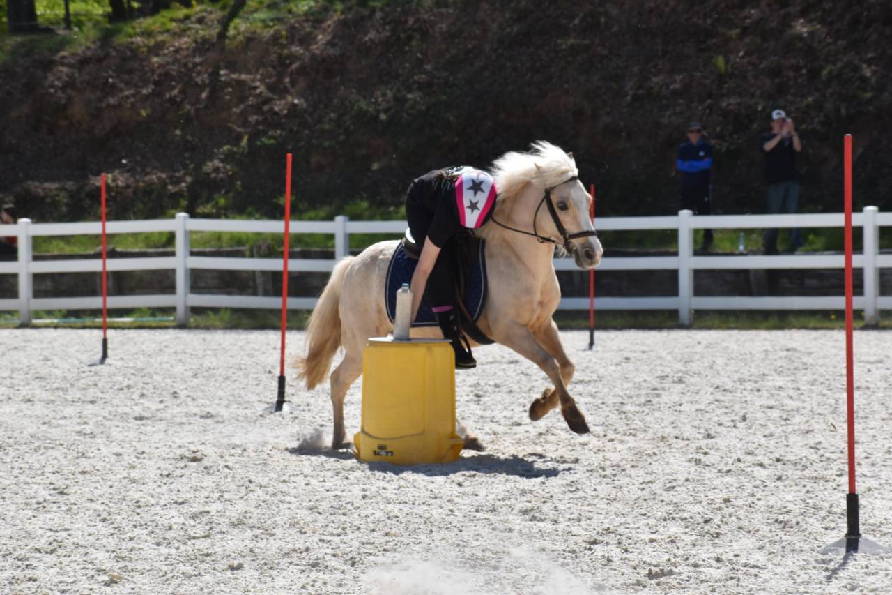 Yegua Welsh Poni (Secci&oacute;n B) En venta 2015 Palomino