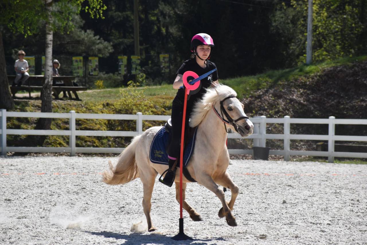 Yegua Welsh Poni (Secci&oacute;n B) En venta 2015 Palomino