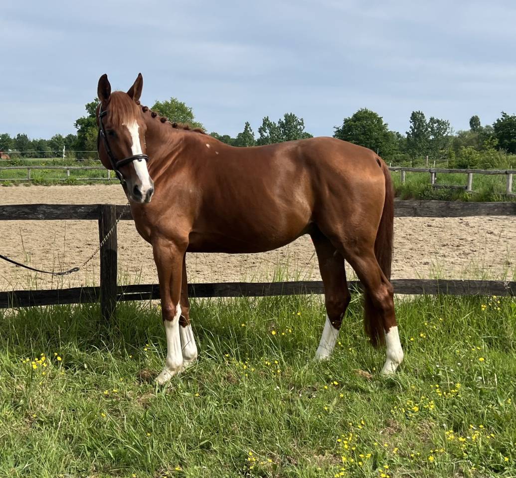 Caballo castrado Silla Franc&eacute;s En venta 2020 Alaz&aacute;n por OGRION DES CHAMPS, SFA