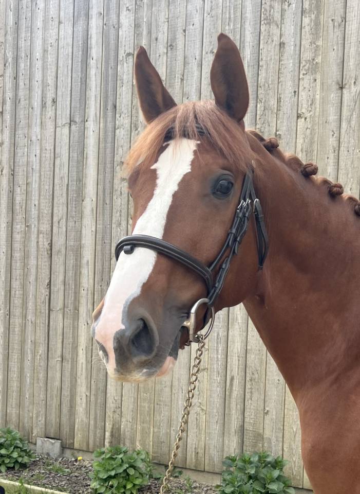 Caballo castrado Silla Franc&eacute;s En venta 2020 Alaz&aacute;n por OGRION DES CHAMPS, SFA