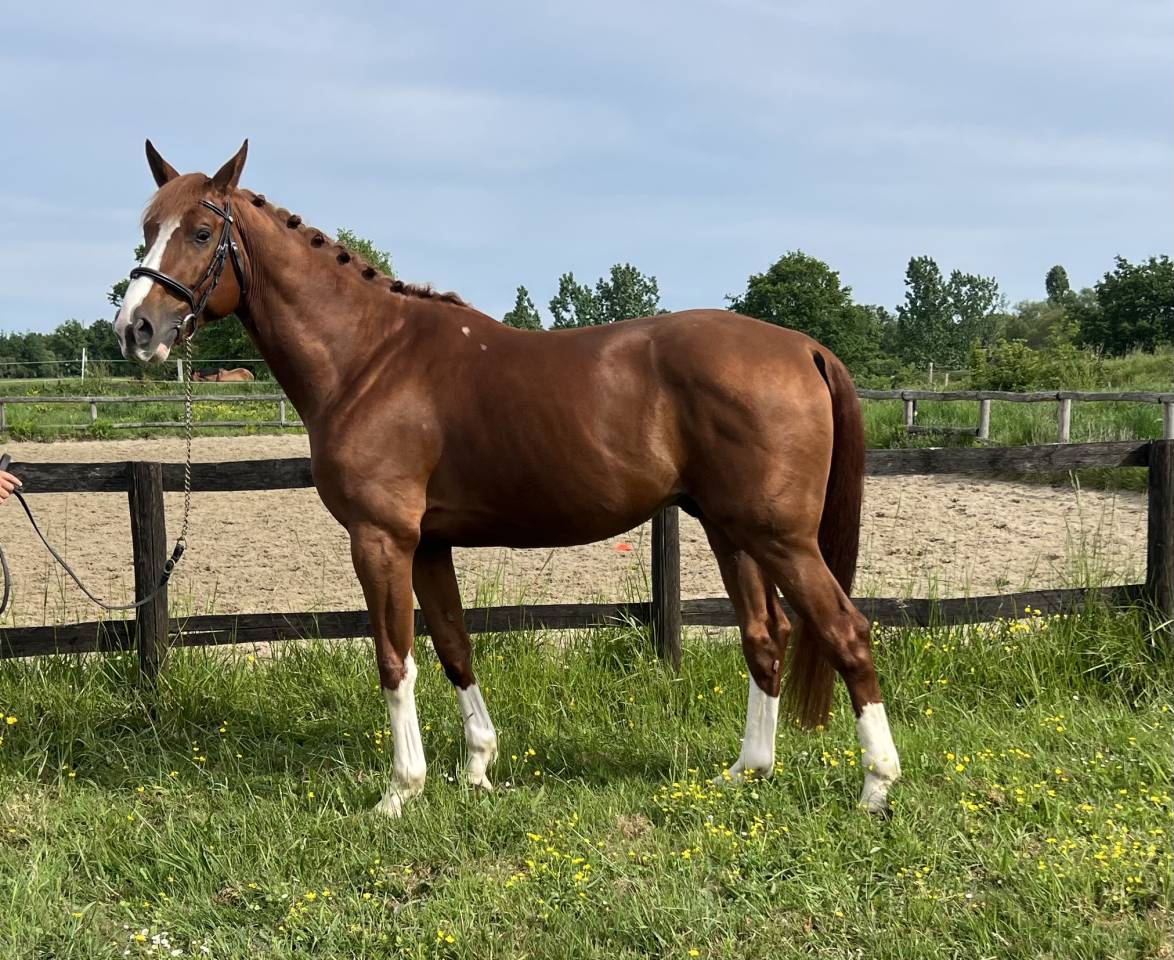 Caballo castrado Silla Franc&eacute;s En venta 2020 Alaz&aacute;n por OGRION DES CHAMPS, SFA