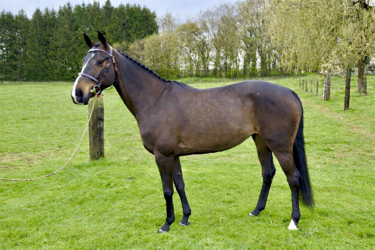 Yegua Zangersheide En venta 2020 Bayo por Dalton van het lindehof