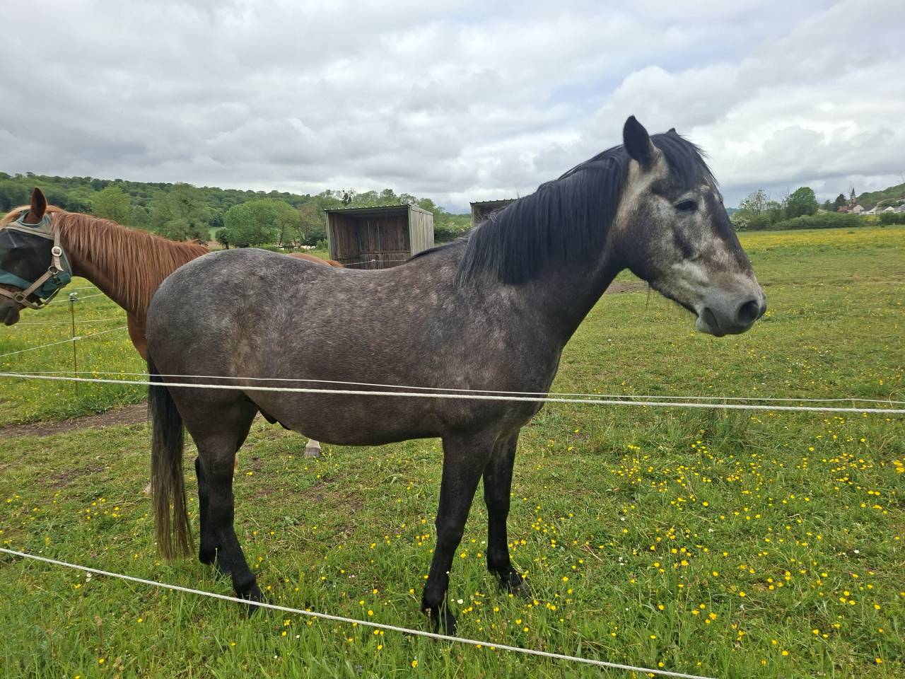 Caballo castrado Barbe En venta 2022 Negro por HASSAN