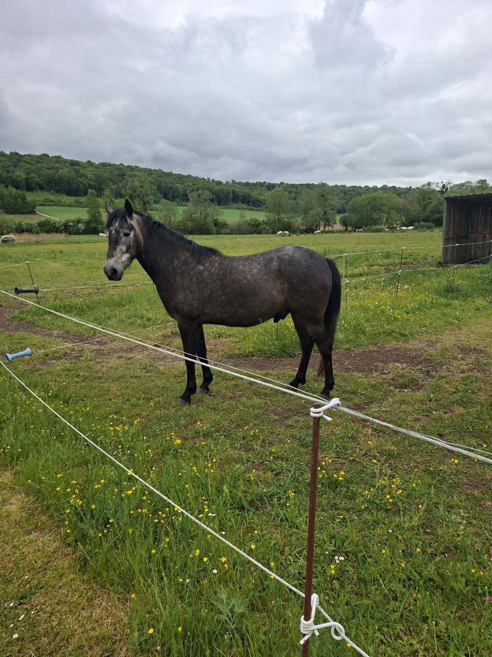 Caballo castrado Barbe En venta 2022 Negro por HASSAN