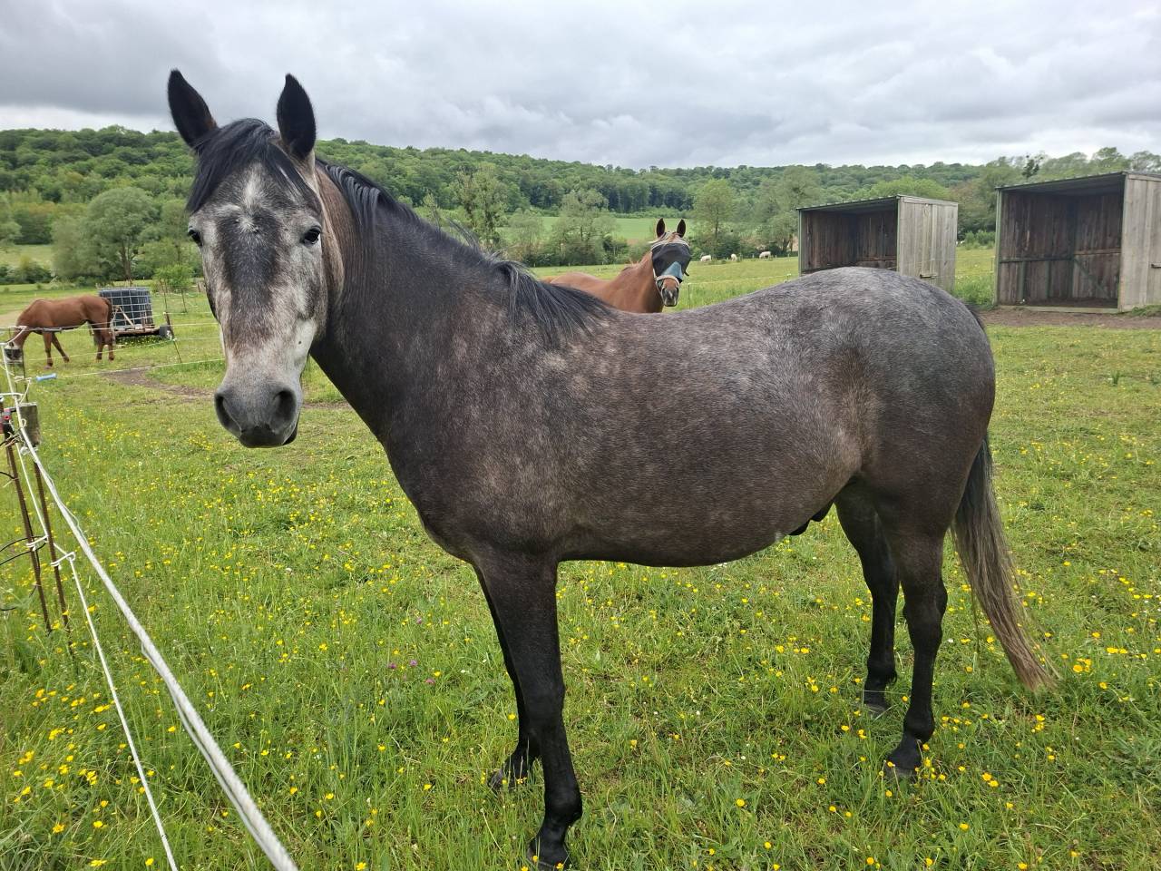 Caballo castrado Barbe En venta 2022 Negro por HASSAN