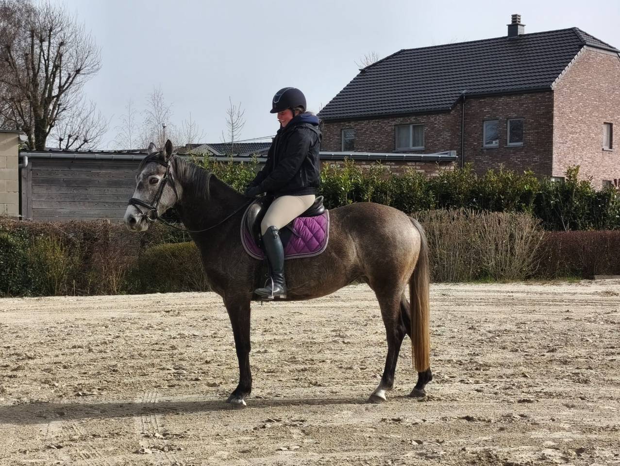 Yegua KWPN Caballo de Deporte Neerland&eacute;s En venta 2021 Tordo por da vinci du bois