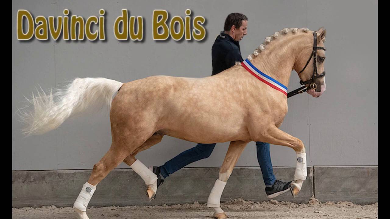 Yegua KWPN Caballo de Deporte Neerland&eacute;s En venta 2021 Tordo por da vinci du bois