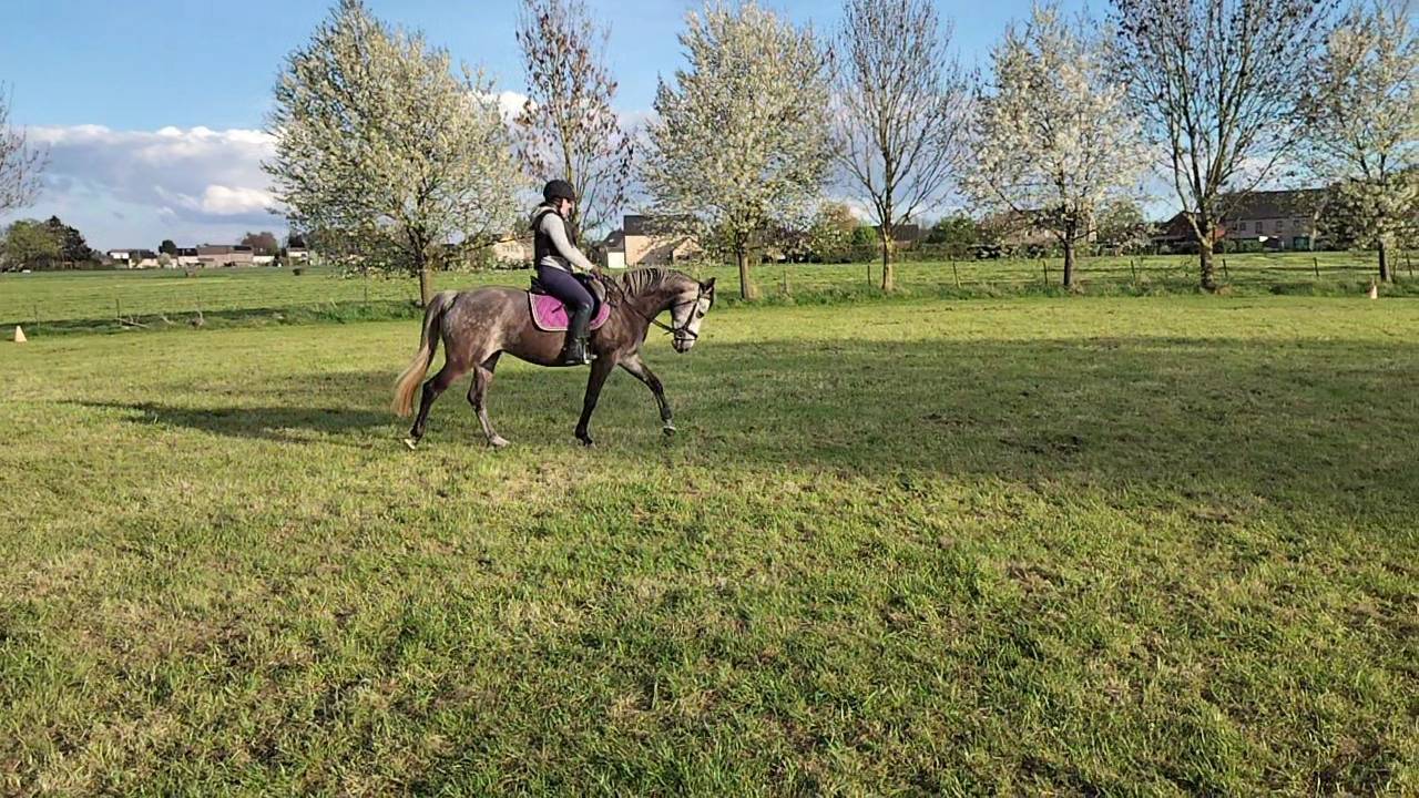 Yegua KWPN Caballo de Deporte Neerland&eacute;s En venta 2021 Tordo por da vinci du bois