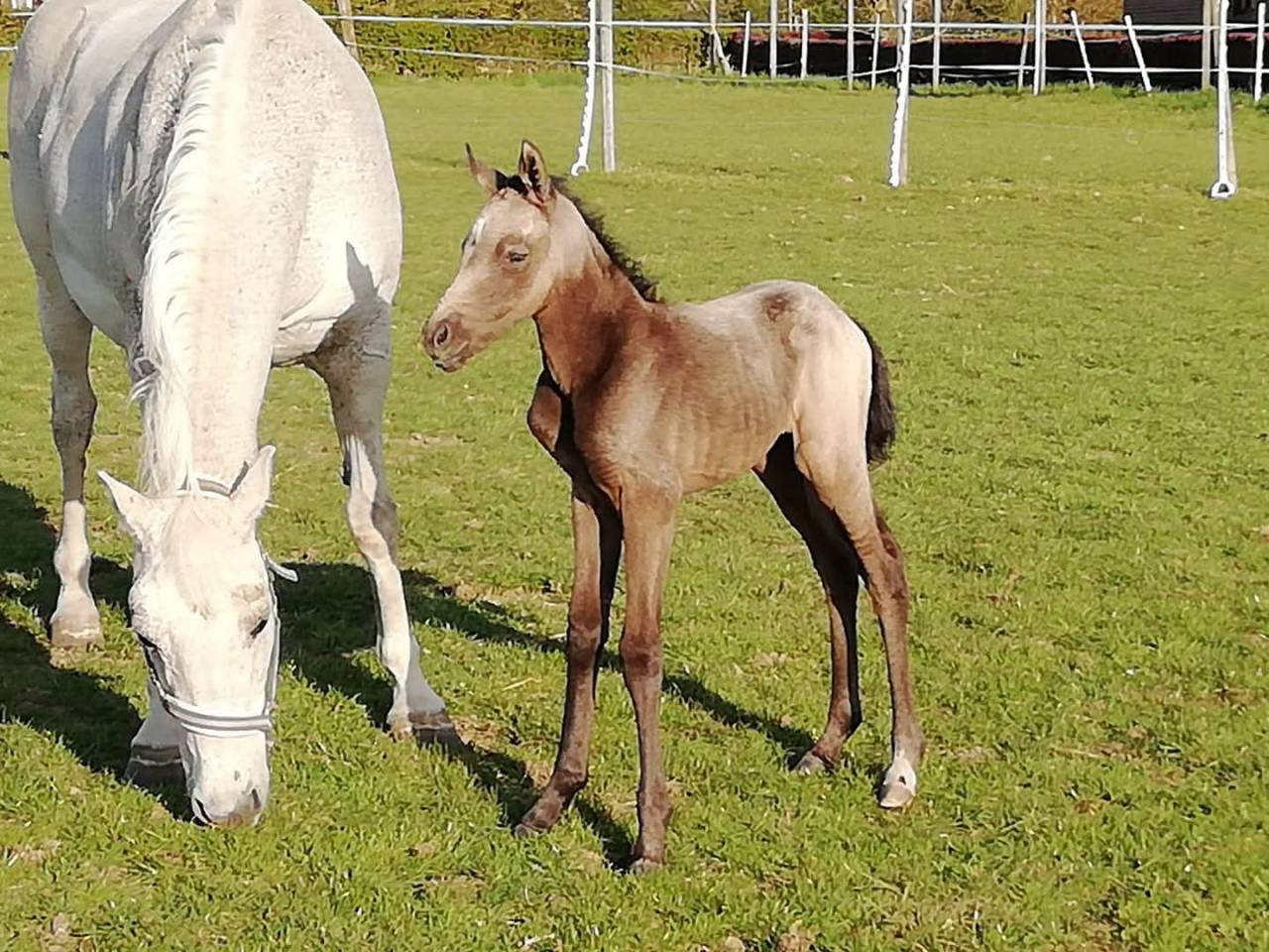 Yegua KWPN Caballo de Deporte Neerland&eacute;s En venta 2021 Tordo por da vinci du bois