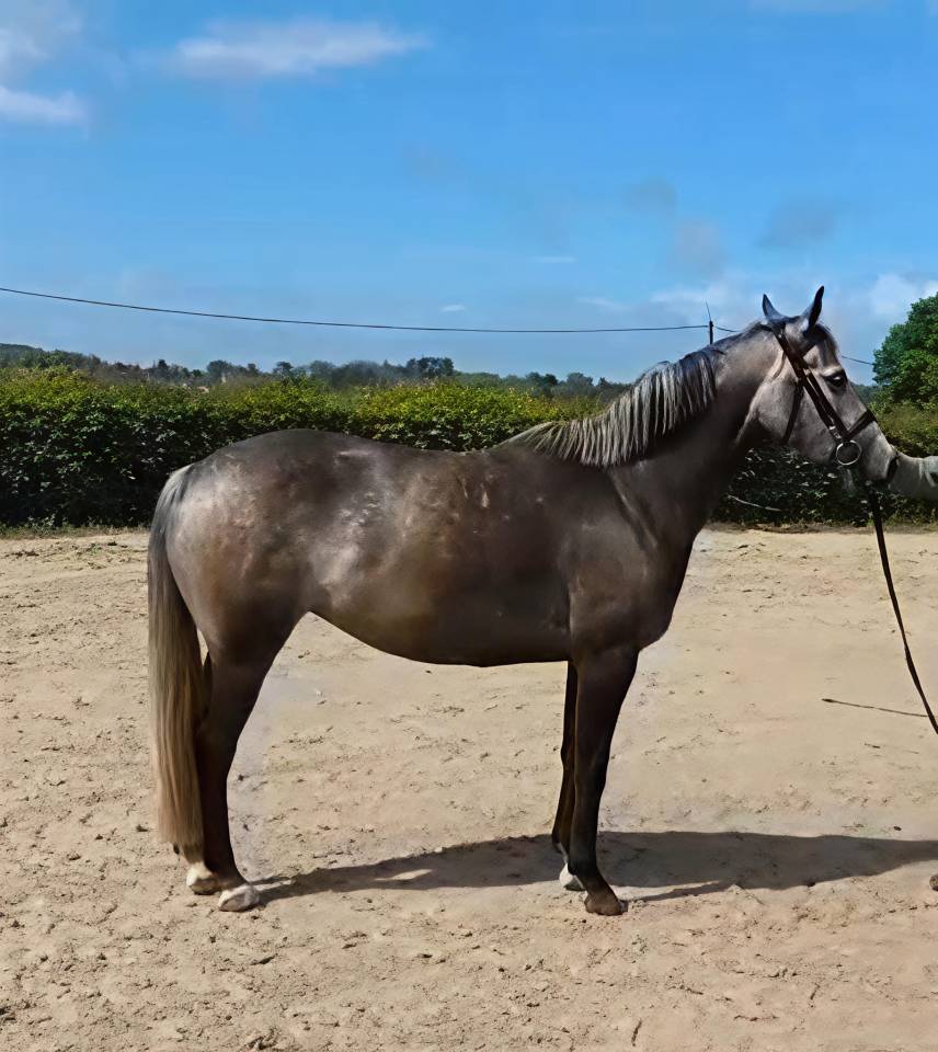 Yegua KWPN Caballo de Deporte Neerland&eacute;s En venta 2021 Tordo por da vinci du bois