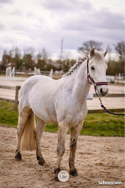 Caballo castrado Connemara En venta 2021 Tordo por Gershwin ar kamen