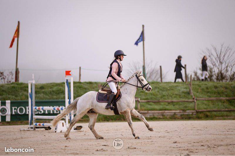 Caballo castrado Connemara En venta 2021 Tordo por Gershwin ar kamen