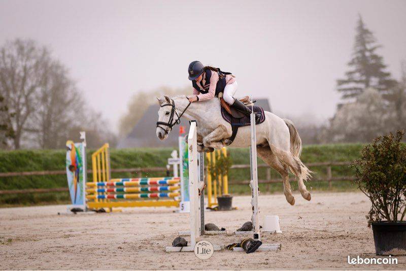 Caballo castrado Connemara En venta 2021 Tordo por Gershwin ar kamen