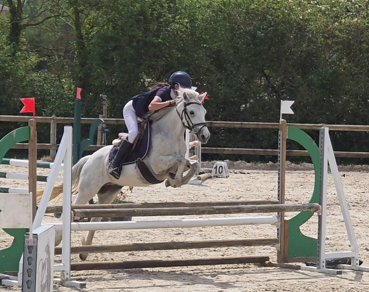 Caballo castrado Connemara En venta 2021 Tordo por Gershwin ar kamen