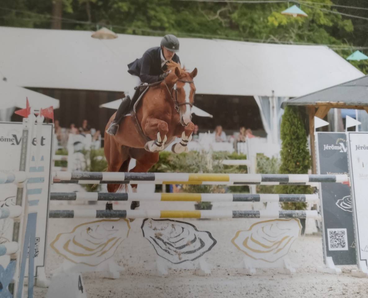 Yegua Silla Franc&eacute;s En venta 2015 Alaz&aacute;n por QUINTUS d'09