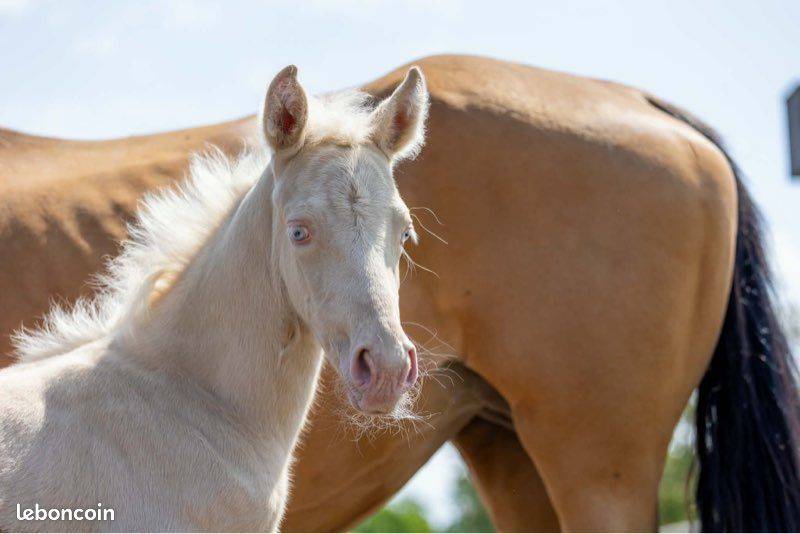 Yegua Origine Constat&eacute;e En venta 2021 Isabelo