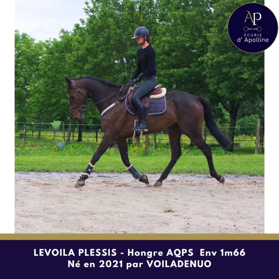 Caballo castrado AQPS En venta 2021 Bayo moreno