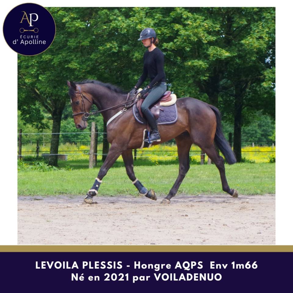 Caballo castrado AQPS En venta 2021 Bayo moreno