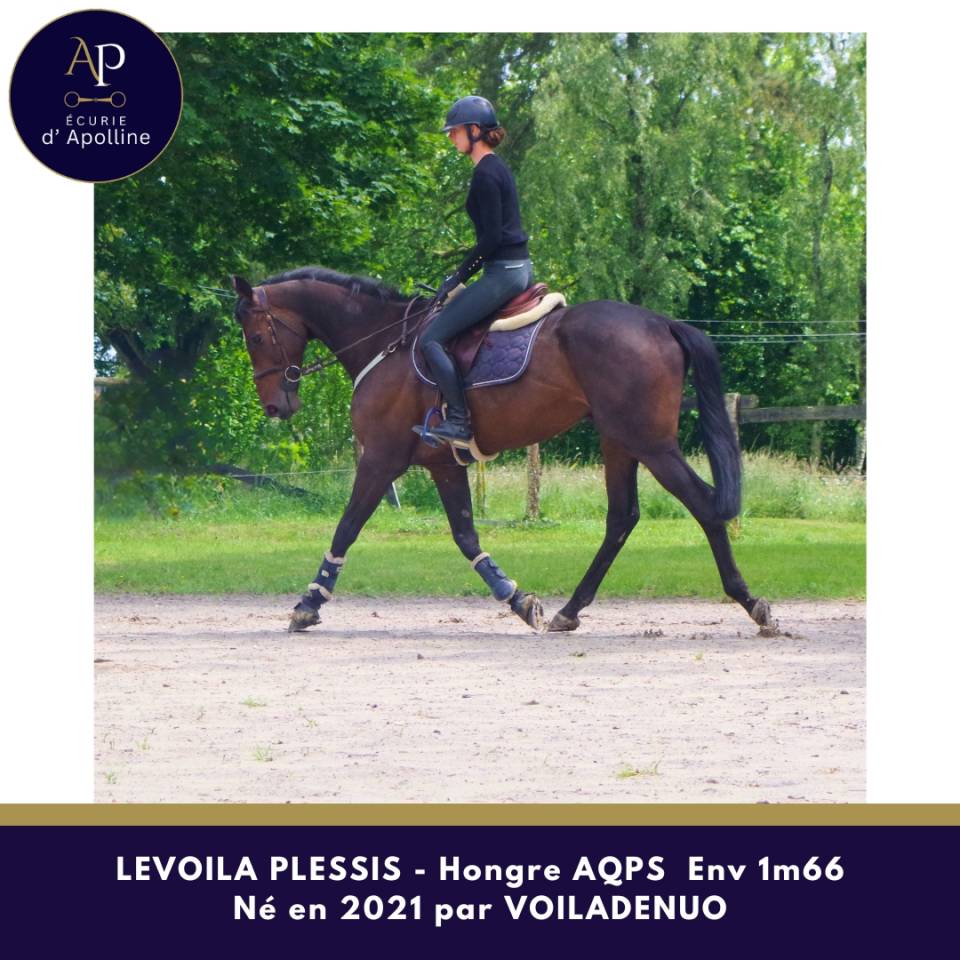 Caballo castrado AQPS En venta 2021 Bayo moreno