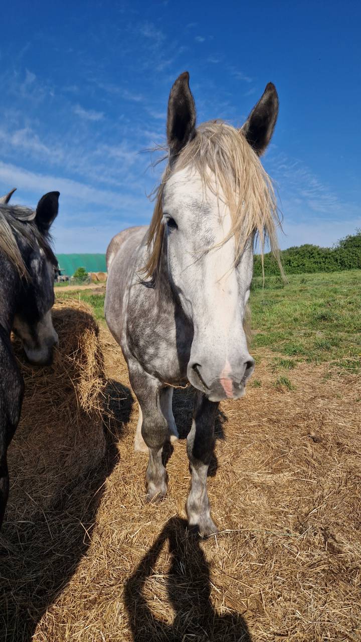 Caballo castrado Percheron En venta 2022 Tordo por Velour d'ecor