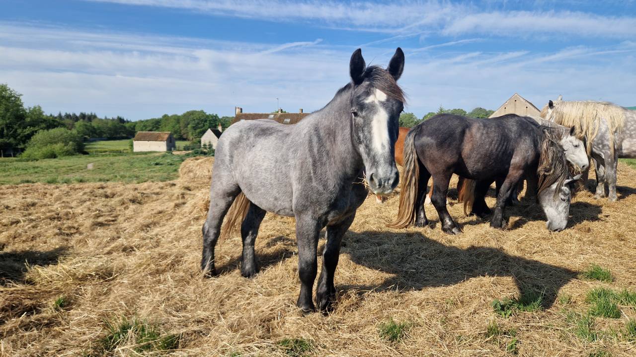 Caballo castrado Percheron En venta 2022 Tordo por Velour d'ecor