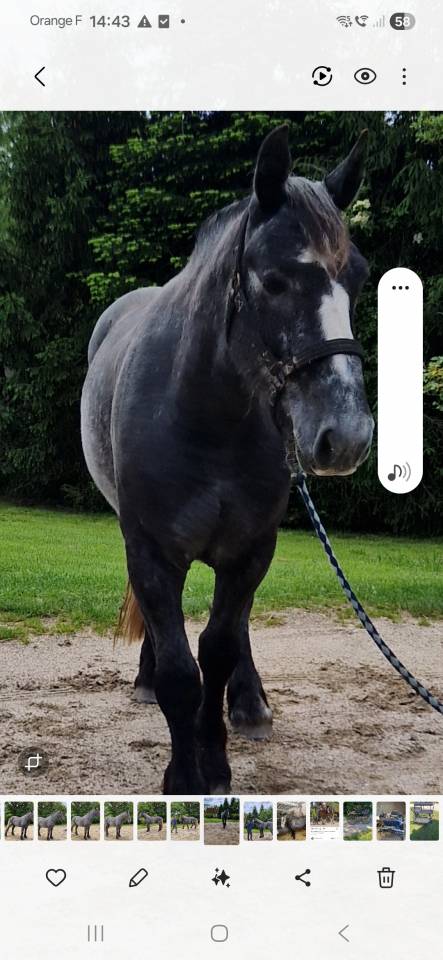 Caballo castrado Percheron En venta 2022 Tordo por Velour d'ecor