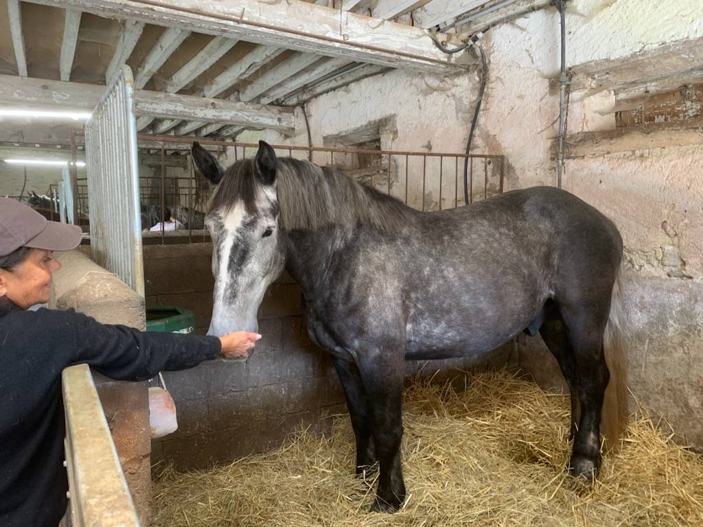 Caballo castrado Percheron En venta 2022 Tordo por Velour d'ecor