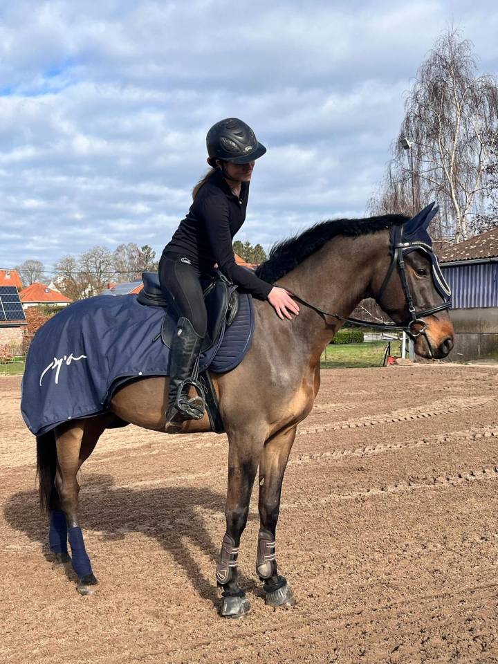 Caballo castrado KWPN Caballo de Deporte Neerland&eacute;s En venta 2020 Bayo moreno por LIAMANT W